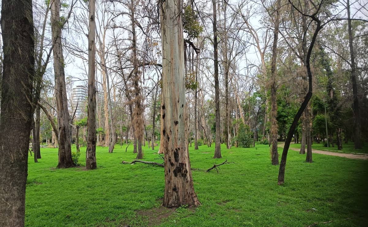 Parque de Morales reverdece tras las lluvias: vuelve el encanto al pulmón de San Luis Potosí