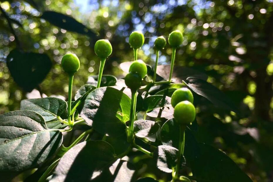 Foto: Fundación Tortilla.