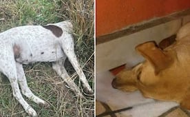 ¡Alerta! Denuncian envenenamiento masivo de perritos en Mexquitic de Carmona, SLP