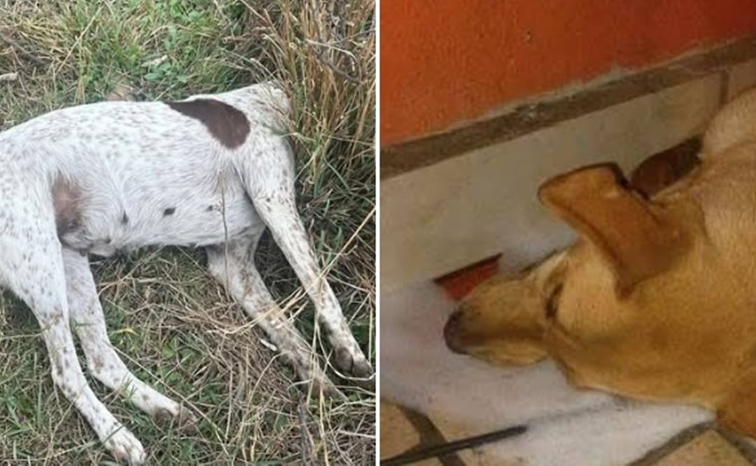 Denuncian envenenamiento masivo de perritos en Mexquitic de Carmona, SLP. Fotos: Redes sociales