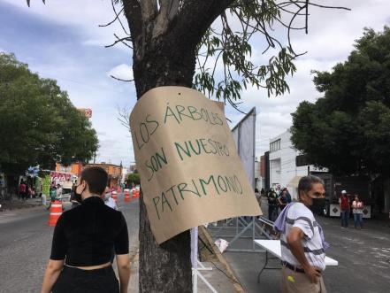 Reubicarán 700 árboles de avenida Himno Nacional; reforestarán partes de SLP con ejemplares retirados