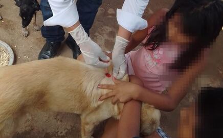 ¡Alerta! Servicios de Salud de SLP detecta incremento de pulgas y garrapatas en mascotas