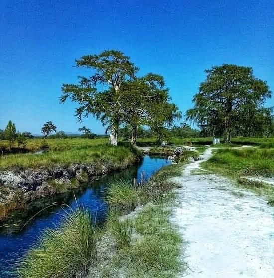 En Los Peroles viven árboles milenarios