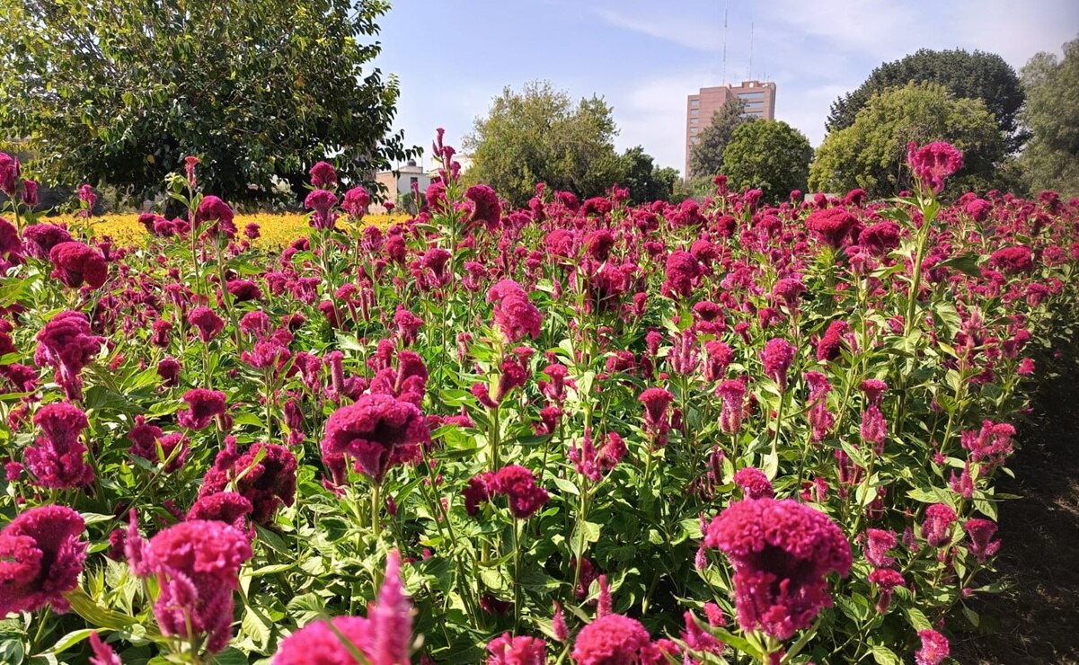 No sólo es cempasúchil: la flor "mano de león" conquista los altares del Día de Muertos en SLP 