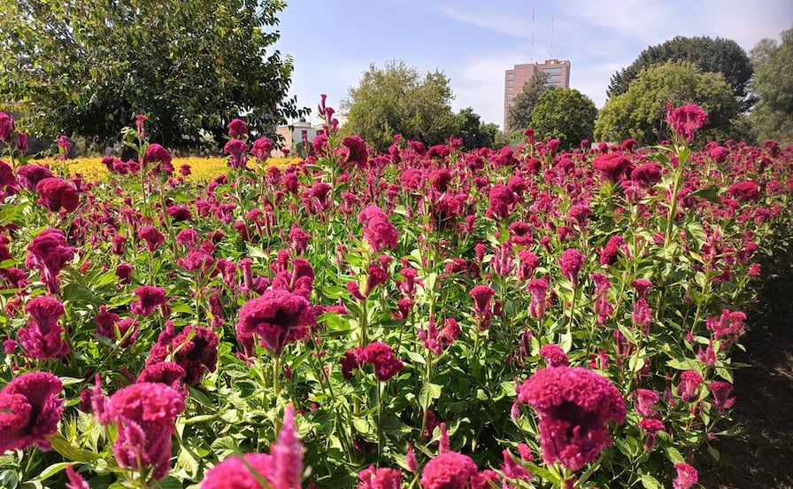 No sólo es cempasúchil: la flor "mano de león" conquista los altares del Día de Muertos en SLP