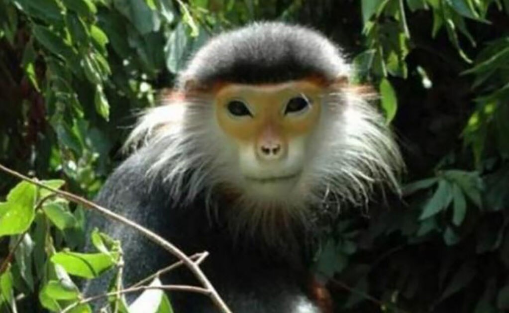 Los monos langures forman parte de una de las especies más amenazadas del planeta. Foto: AFP.