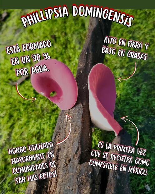 Hongo Phillipsia domingensis. Foto: Jardín Escultórico Edward James, Las Pozas