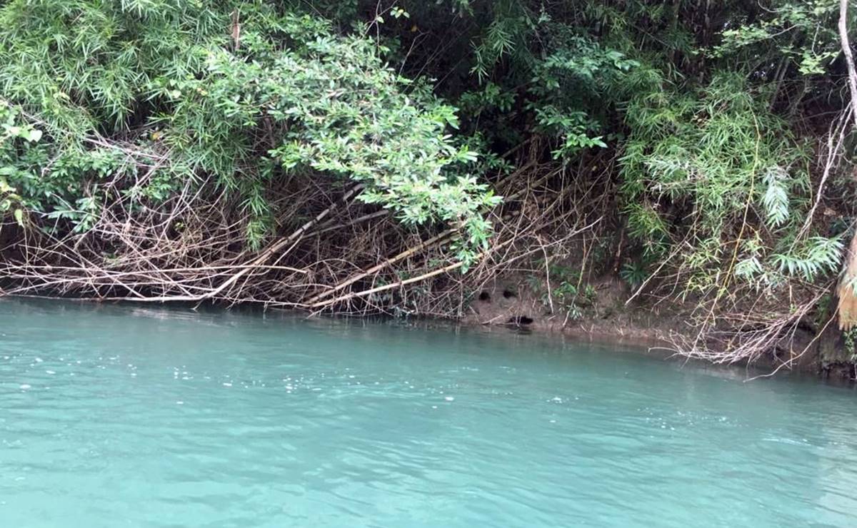 Alertan por presencia de cocodrilo en río de Ciudad Valles; activan tareas de búsqueda