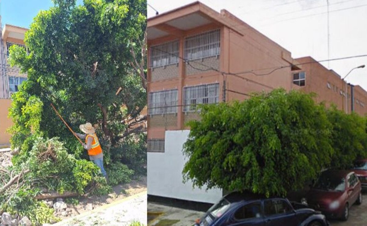 Rechaza capital de SLP tala irregular en colonia Burócratas; árboles cayeron debilitamiento de sus raíces