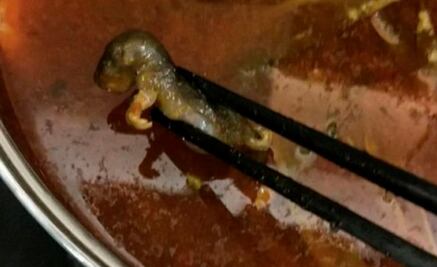 La rata muerta que le costó 190 mdd a un restaurante en China