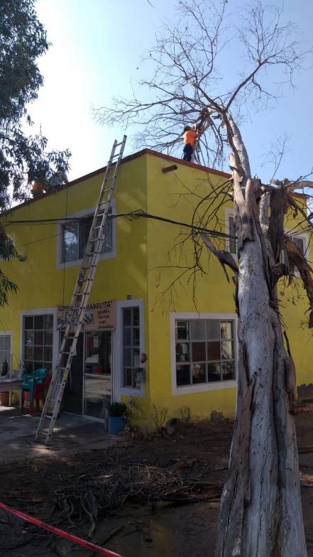 Cae árbol sobre vivienda