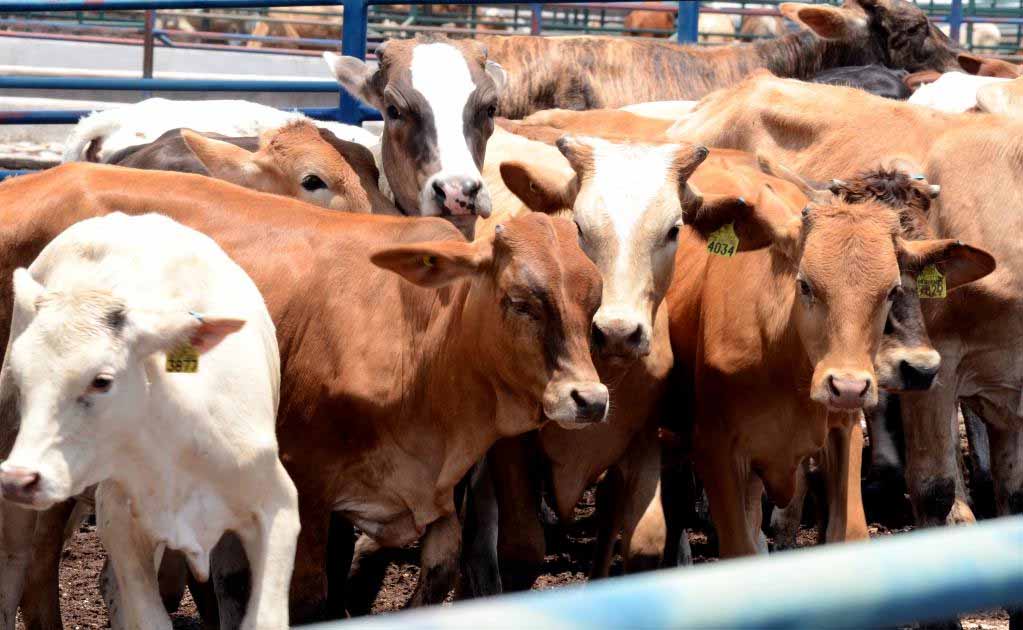 37 municipios se acreditan en campaña contra la tuberculosis bovina