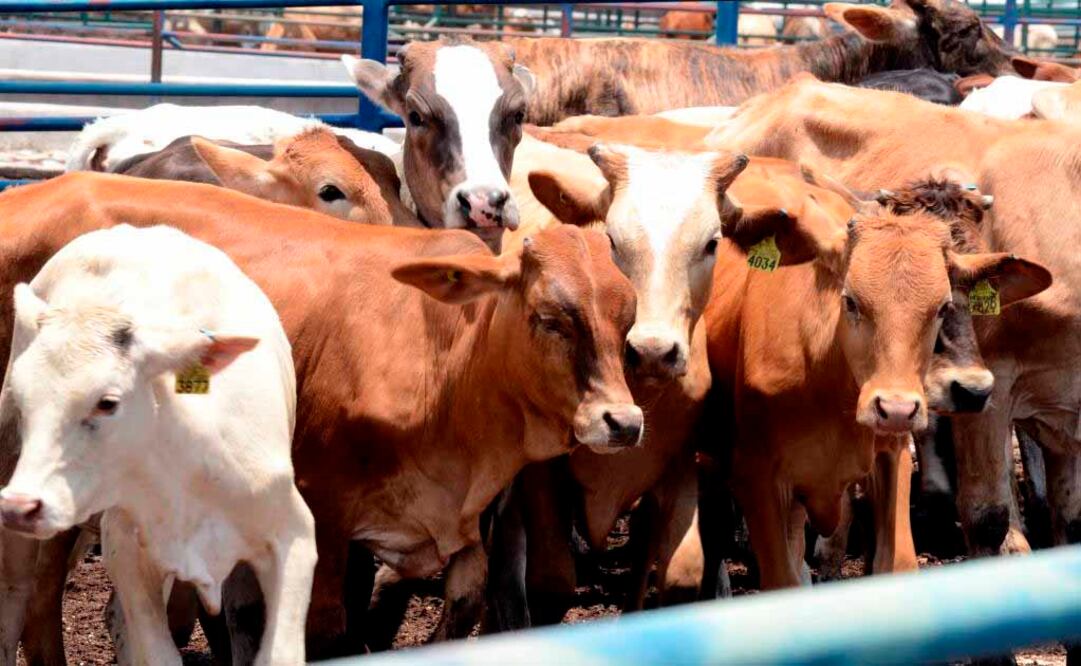 Foto: Archivo | El Universal