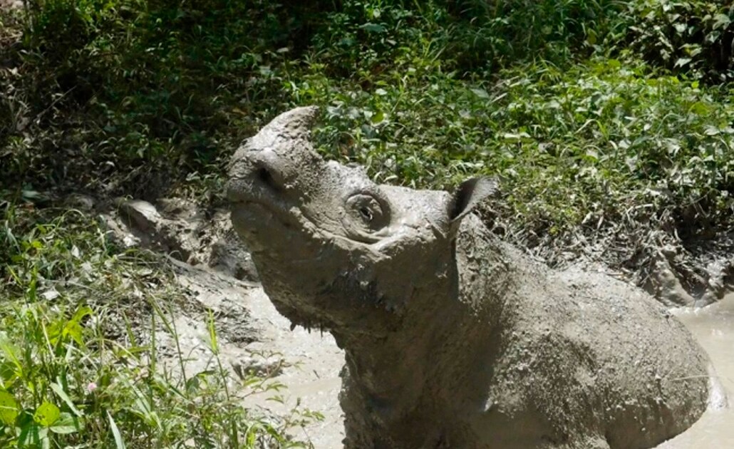 Muere “Tam”, el último rinoceronte macho de Sumatra