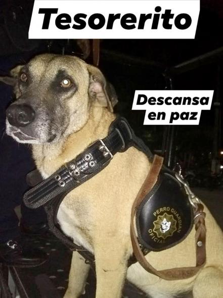 Pese a ley de protección animal, agresiones continúan a la alza