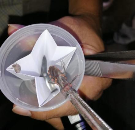 Reportan aumento de casos crónicos de enfermedad de Chagas en SLP; zona Huasteca, con mayores índices