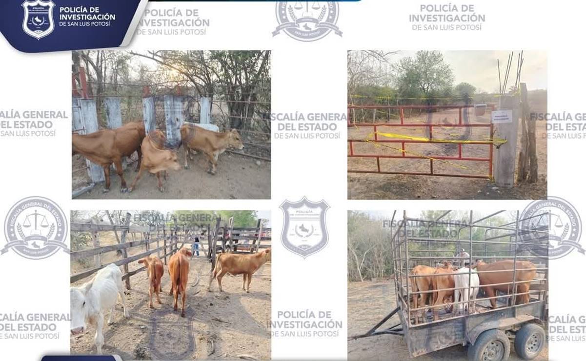 Robo de ganado en San Luis Potosí no está relacionado con actividades de la delincuencia organizada: FGE