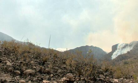 Descartan “éxodo" de fauna a SLP por incendio en Sierra de San Miguelito