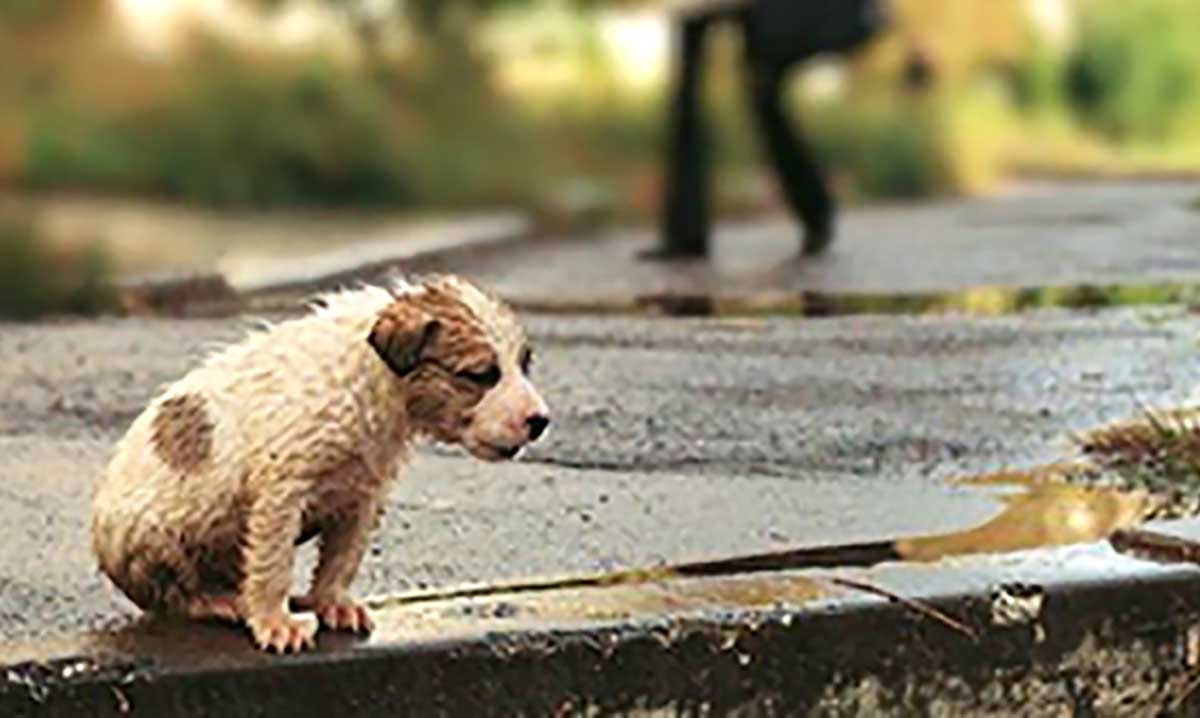 Vinculan a proceso a hombre por maltrato animal