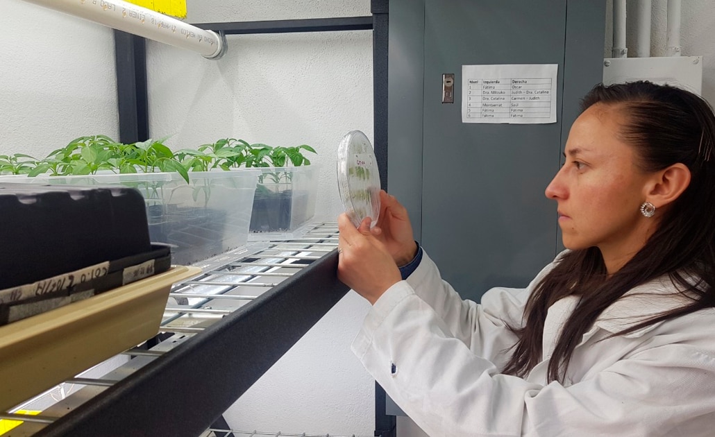 Investigadores potosinos desarrollan bioestimulante para semillas 