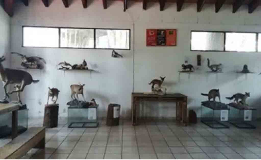 Profepa asegura en Magdalena Contreras 13 venados cola blanca