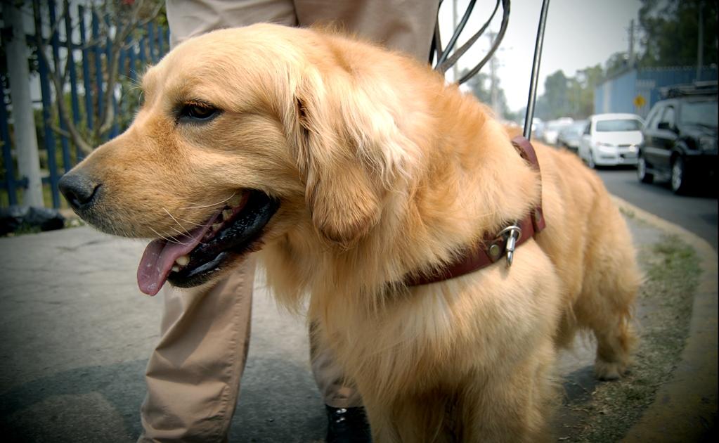 En SLP dejarían viajar a perros de apoyo en transporte público