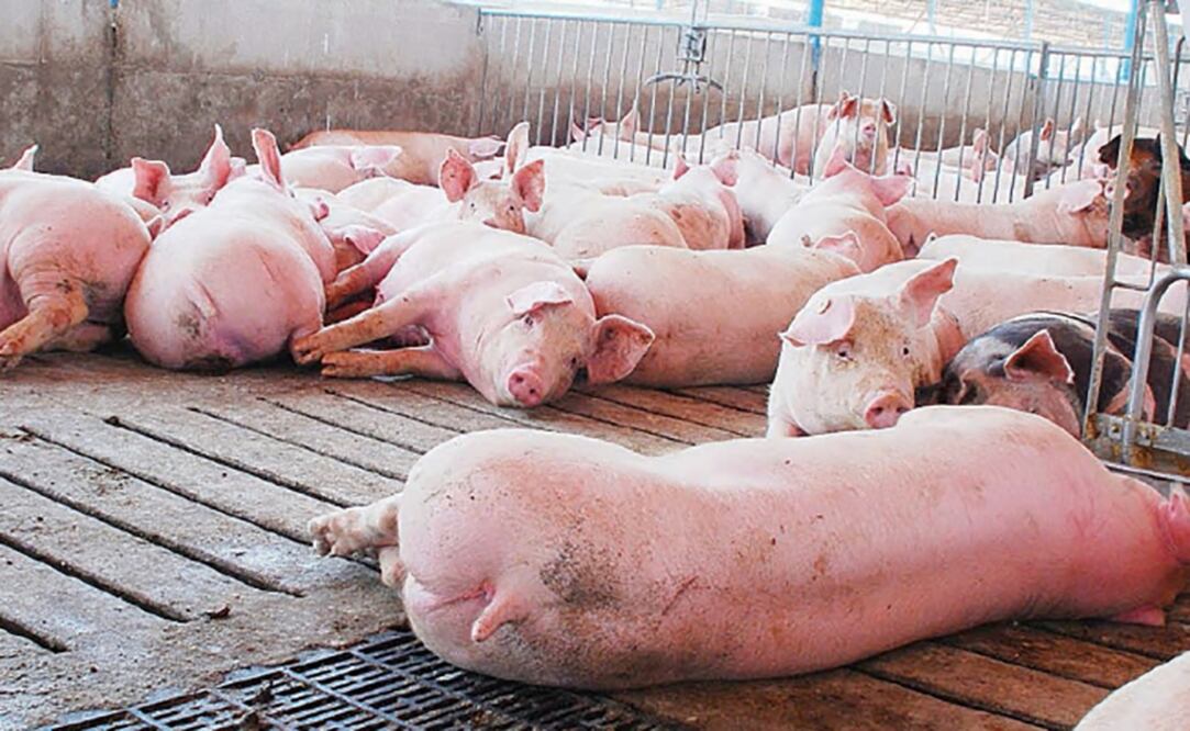 Foto: Archivo. El Universal.