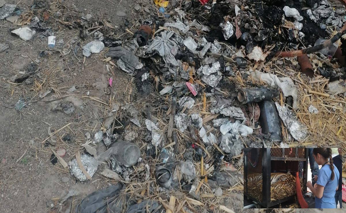 FOTOS. Así era la finca de Rioverde donde fue hallada una tigresa 