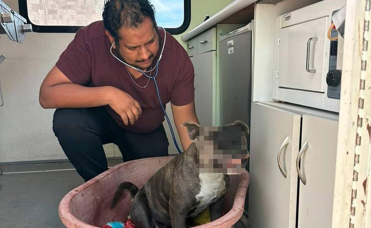 La perrita sufrió quemaduras en su cara. Foto: Especial