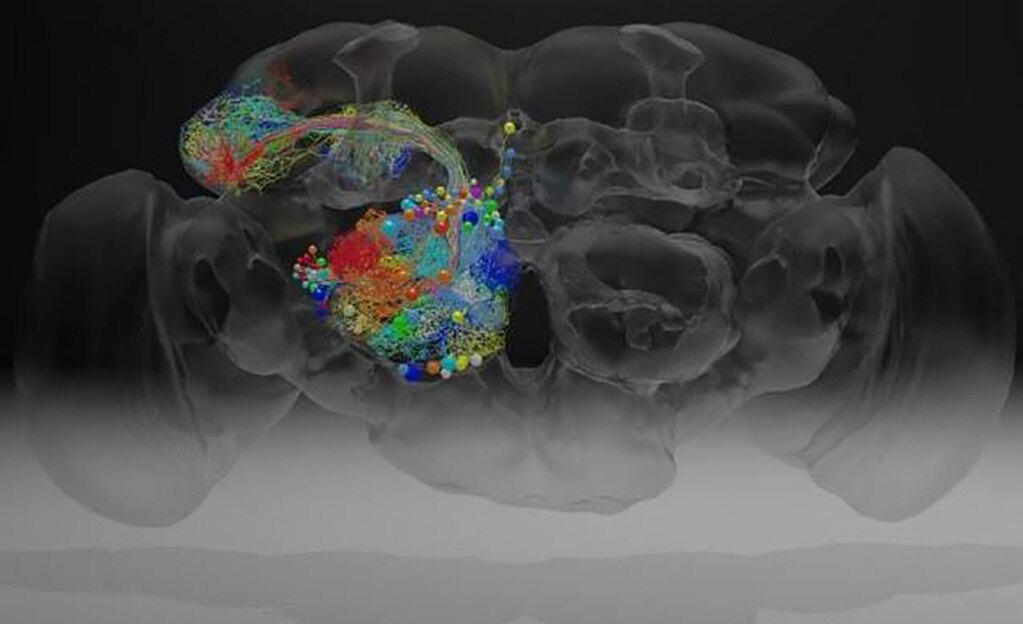 El cerebro de una mosca en nanoescala