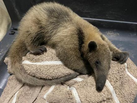 Chofer halla oso hormiguero en camino cañero de Veracruz y lo entrega a refugio de SLP