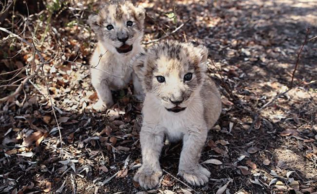 Isabel y Víctor, los primeros leones concebidos por inseminación artificial
