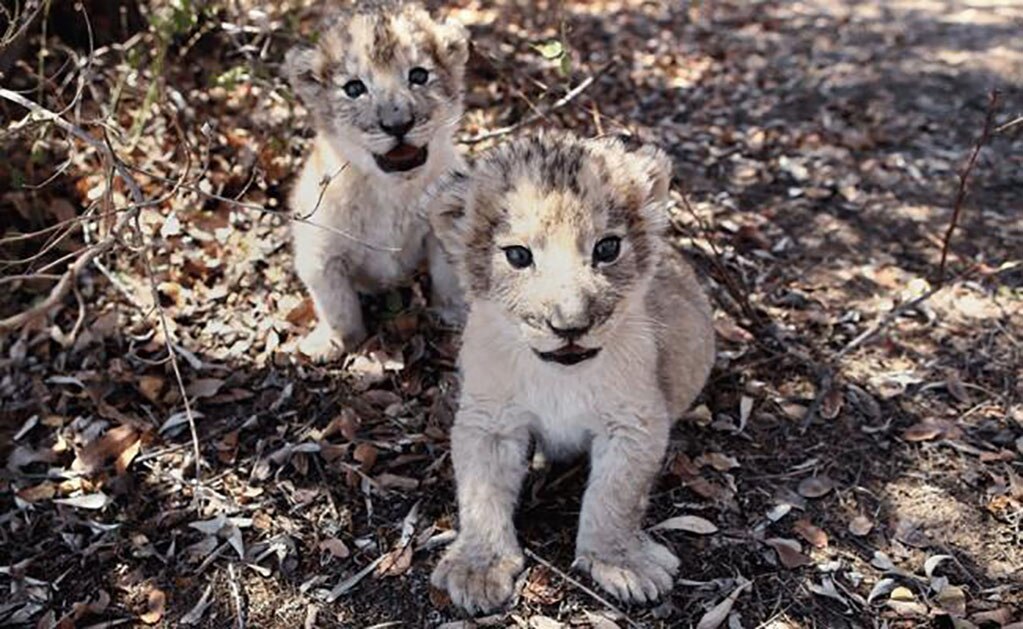 Foto: Centro de Conservación Ukutula