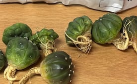 Profepa asegura ejemplares de cactus en peligro de extinción y una cría de tarántula en paquetería de SLP