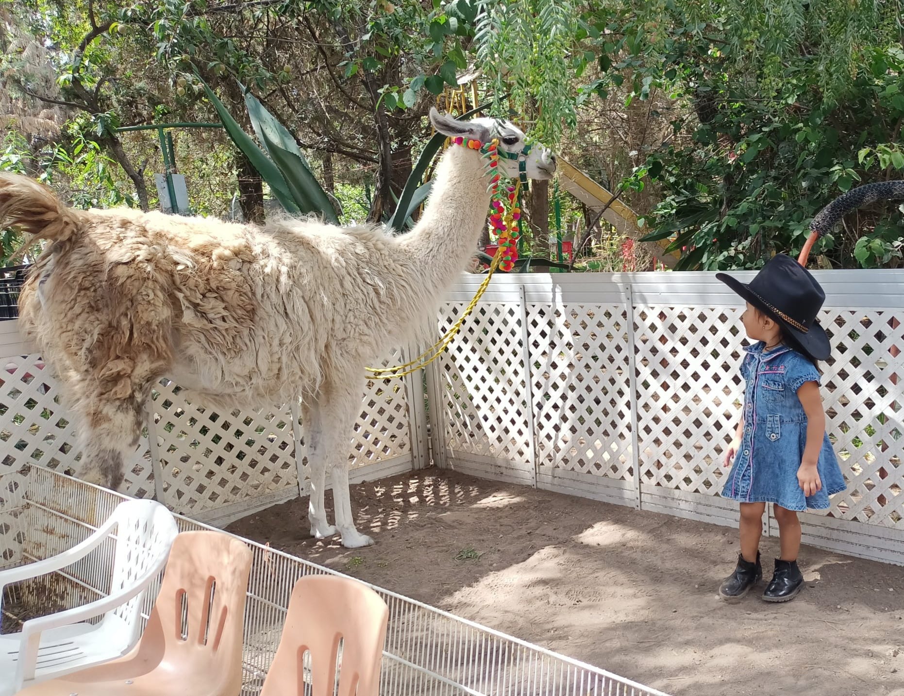Animales del zoológico. Foto: FB, Zoológico De Mexquitic