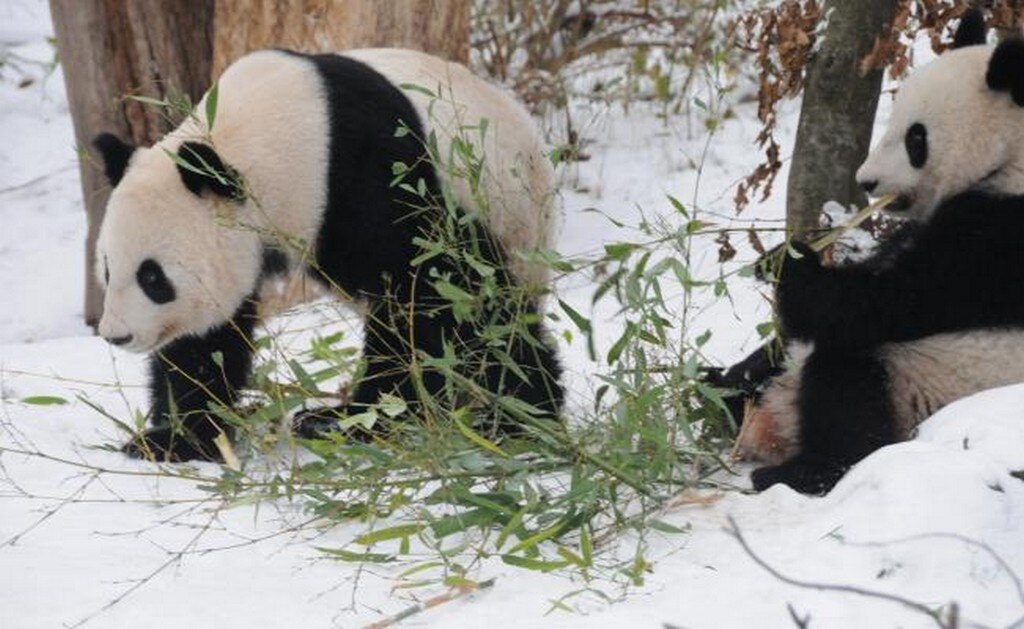 El panda gigante Fu Feng y su madre Yang Yang, comen bambú en el jardín de pandas del Zoológico de Viena, en Viena, Austria (Foto: Xinhua)
