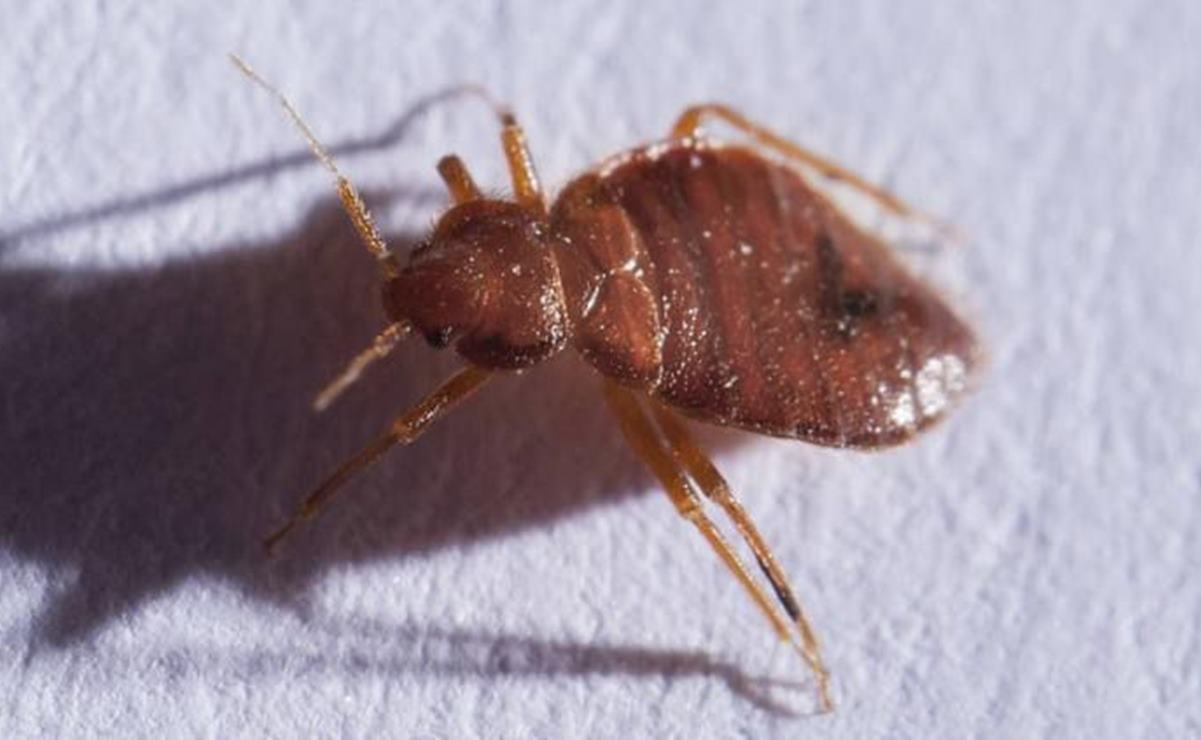 Chinches son molestas, pero no representan un riesgo grave para la salud: especialista de la UASLP
