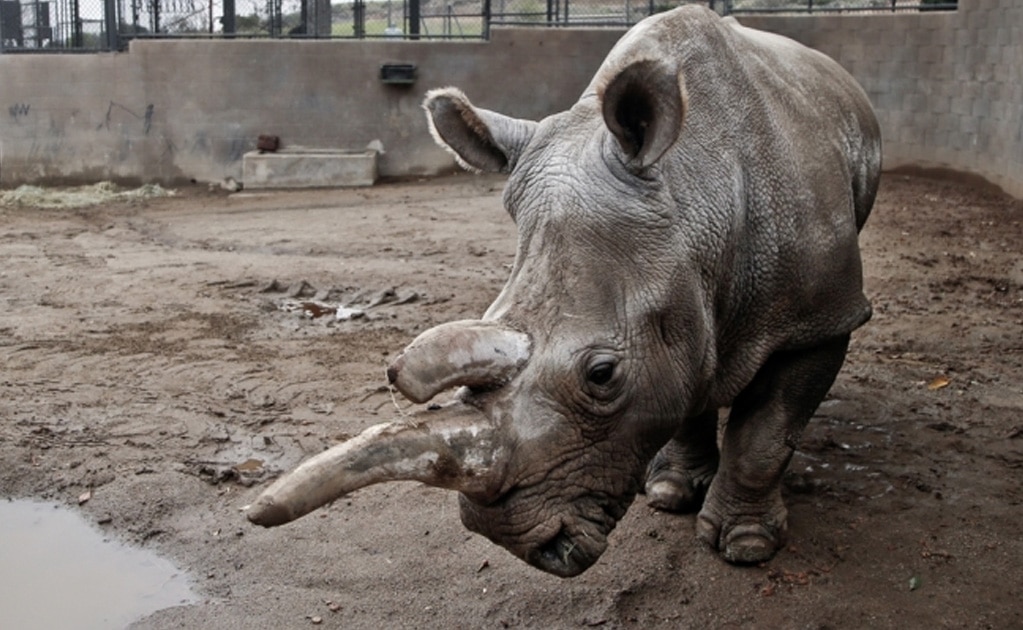 Logran crear un embrión de rinoceronte blanco, subespecie casi extinta