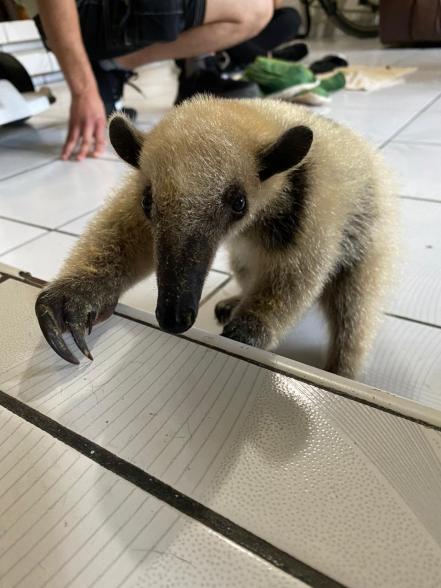 Chofer halla oso hormiguero en camino cañero de Veracruz y lo entrega a refugio de SLP