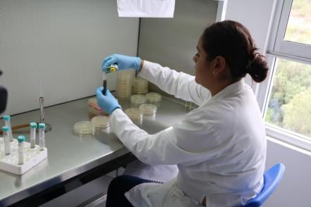 Buscan aprovechar uso de actinobacterias para productos de uso humano