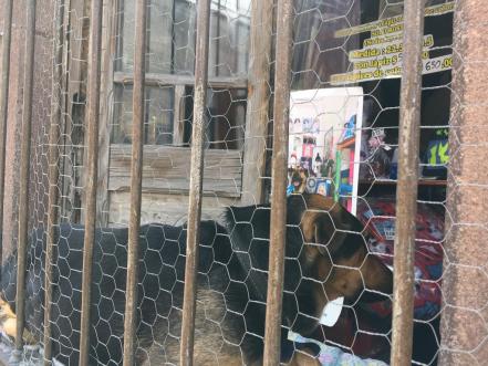 "Hola, soy Napoleón": un perrito rescatado se convirtió en emprendedor en el barrio San Miguelito