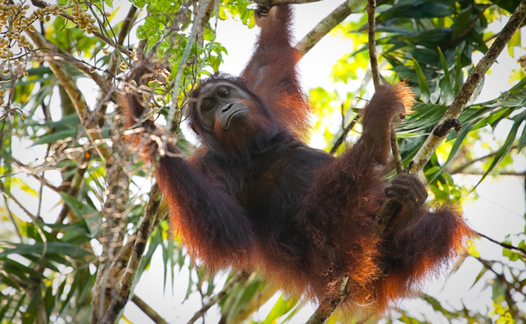 Foto: HUTAN - Kinabatangan Orang-utan Conservation Programme