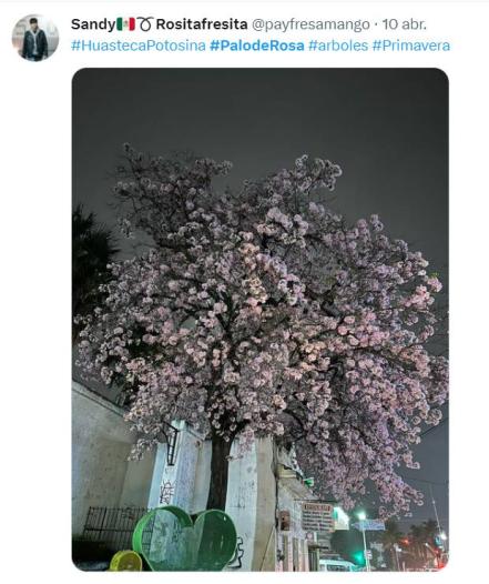 San Luis se torna rosa; FOTOS muestran belleza de la Huasteca gracias al Palo de Rosa