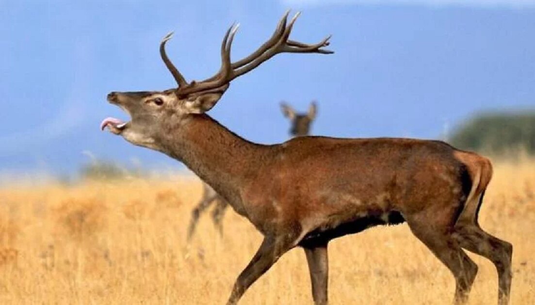 Enfermedad del “ciervo zombie” podría contagiar a humanos