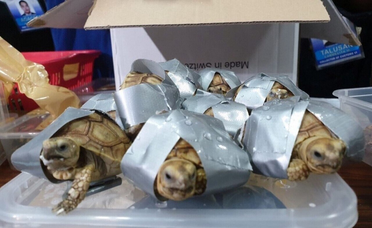 Hallan más de mil 500 tortugas exóticas envueltas en cinta adhesiva en Manila