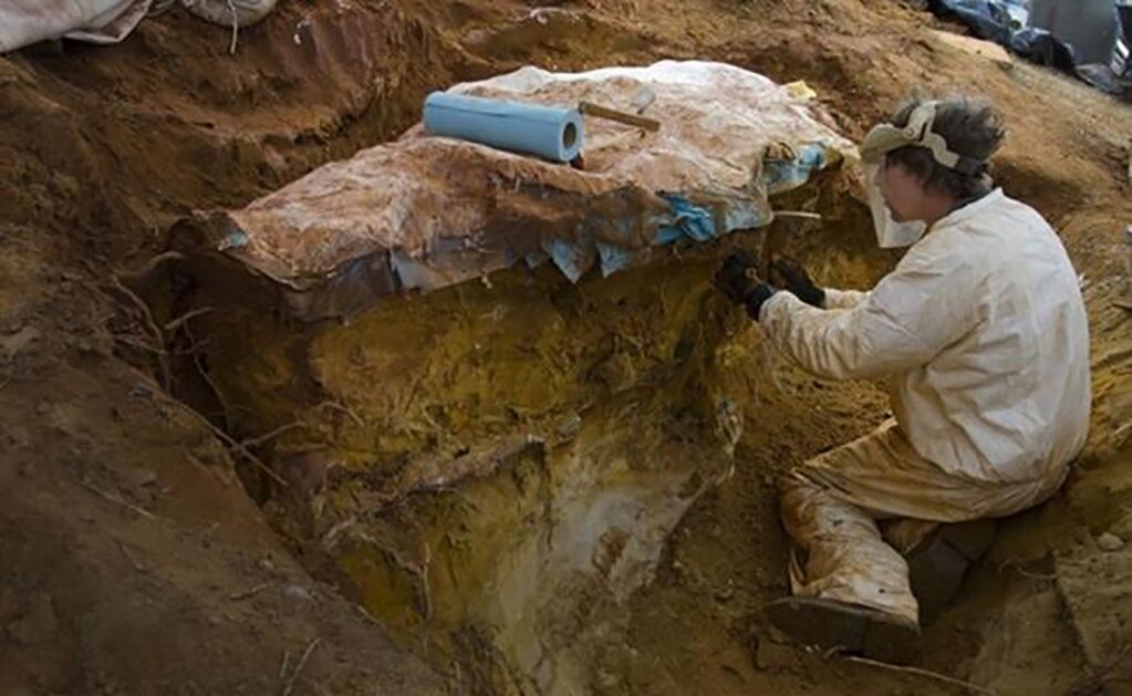 Hallan 70 huellas de dinosaurios y mamíferos 