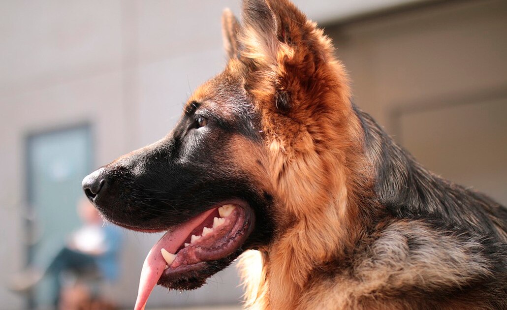 Restauranteros de SLP podrían implementar “perros guardianes” para reforzar seguridad