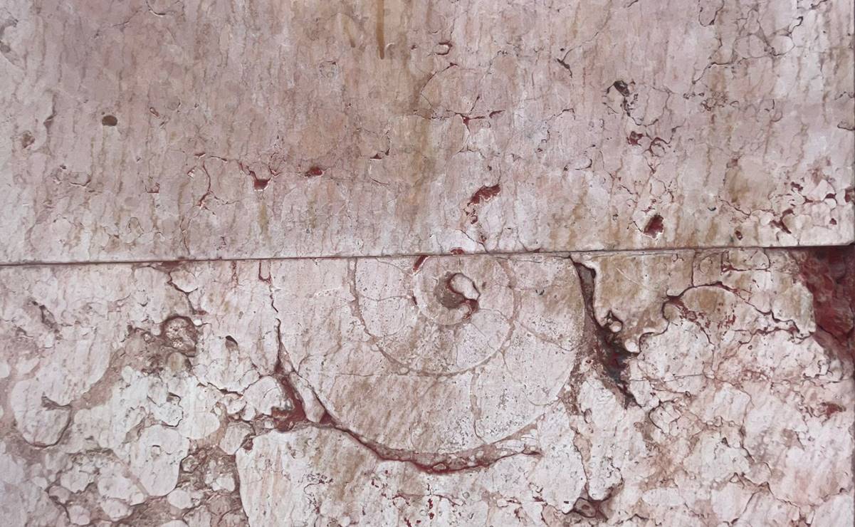 Revelan increíble hallazgo de fósiles en muros del Centro Histórico de la capital de San Luis