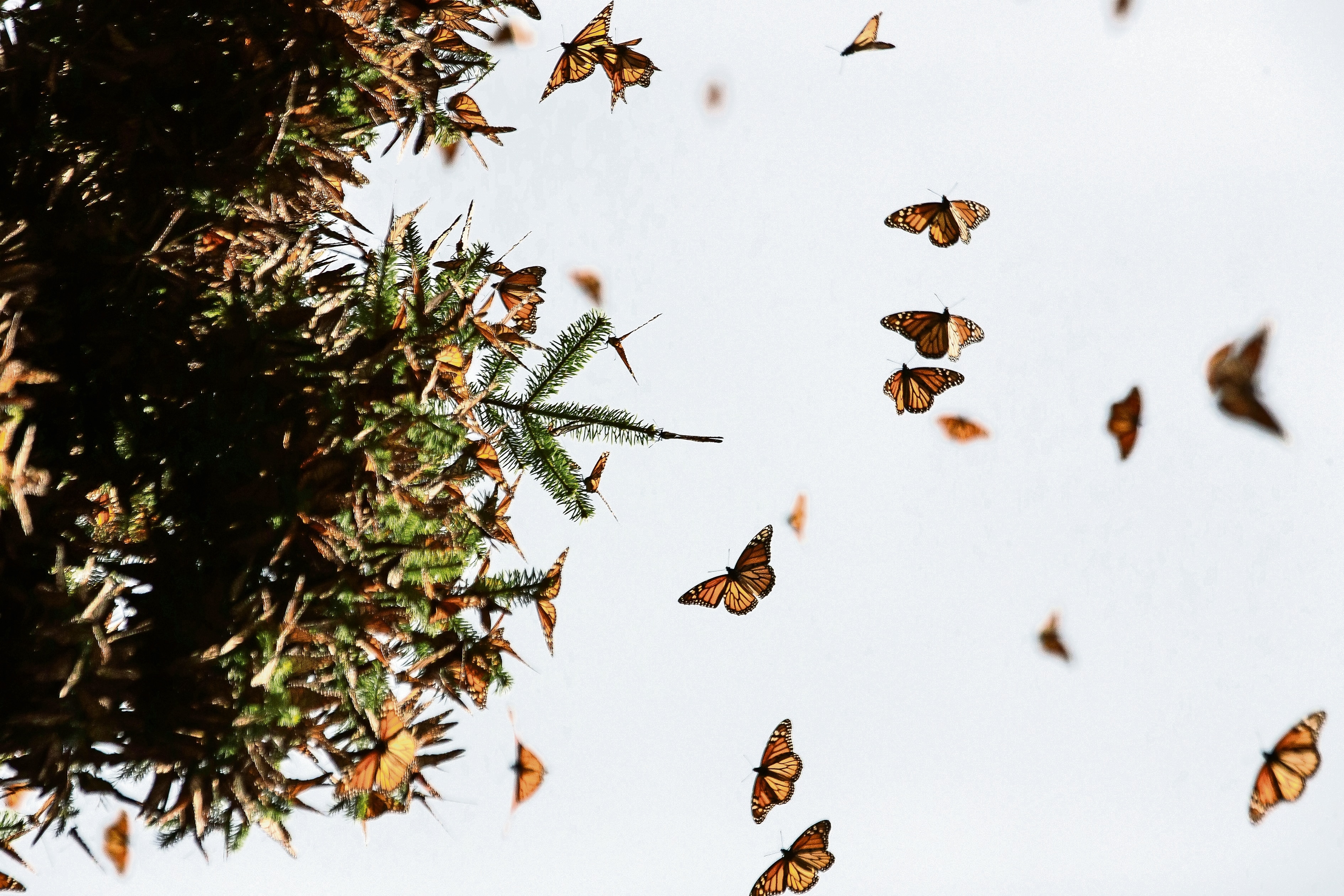 VIDEO: Lleno de color, así luce el cielo de Cerritos con la migración de mariposas monarca