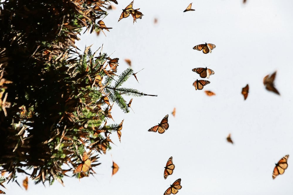 Las mariposas Monarca salen en agosto del norte de Canadá y recorren alrededor cuatro de mil kilómetros hasta llegar a los límites de Michoacán y el Estado de México. Foto: RODOLFO AYALA. EL UNIVERSAL.